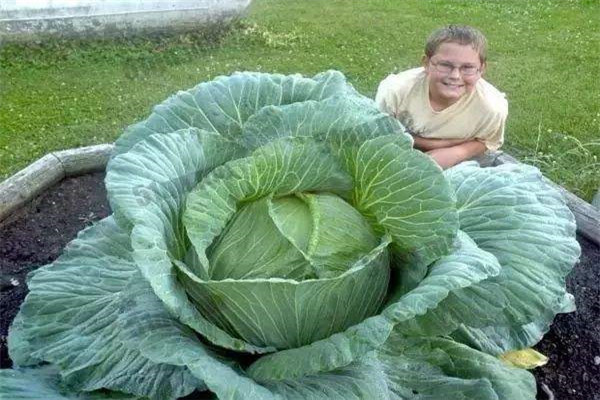 世界上最大的卷心菜 三十五千克重直径达五十厘米