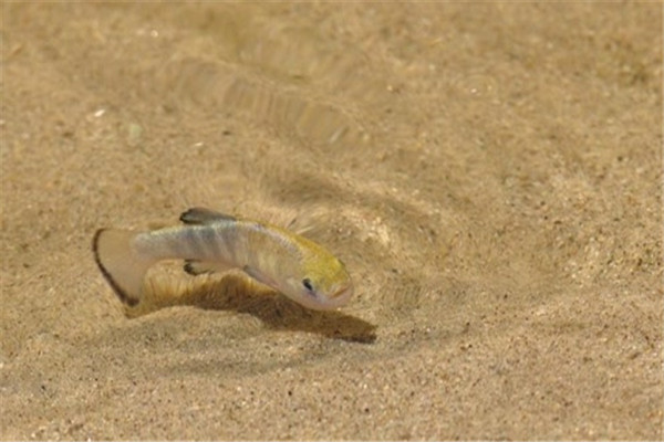 世界上最奇特的鱼是什么 沙漠鱼（居住在沙漠地区）