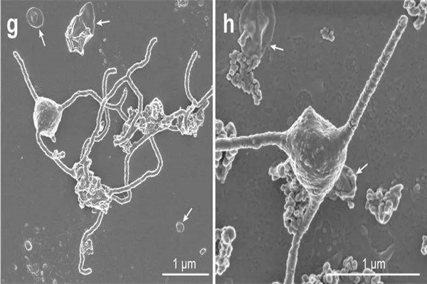世界上最小的活生物体 古菌微生物（2006年被发现）