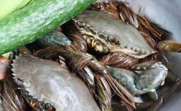 青蟹的做法怎么做好吃 青蟹死了能吃吗（吃了易腹痛腹泻）