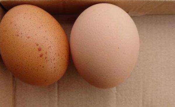 鸡蛋上有斑点能吃吗，可以吃（煮熟后吃安全又健康）
