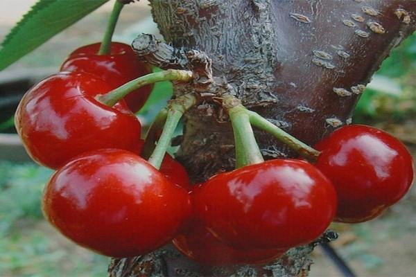 世界上最大的樱桃 波尔娜大樱桃（俄罗斯的品种）