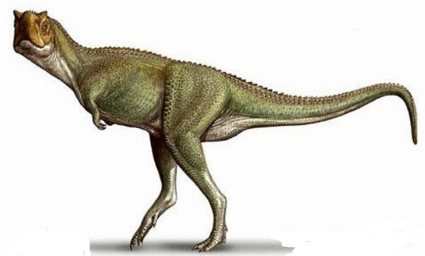 怪踝龙：阿根廷大型食肉恐龙（长8米/距今7000万年前）