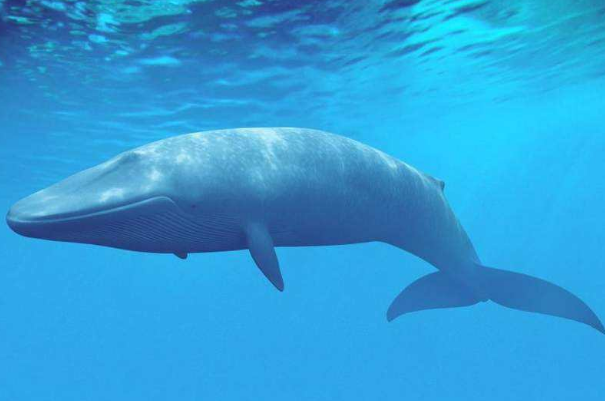 有比蓝鲸大一亿倍的生物吗 并不存在(蓝鲸重达非洲象30倍)