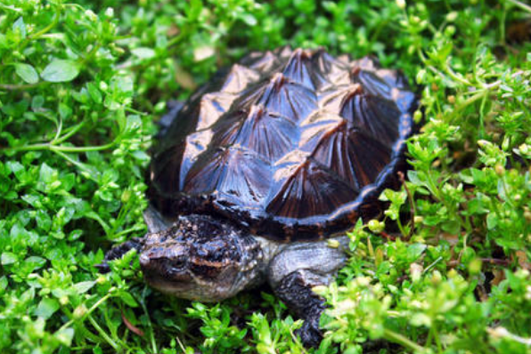 家里不得养的十大凶龟：巴西龟沙门氏菌携带体（极其凶残）
