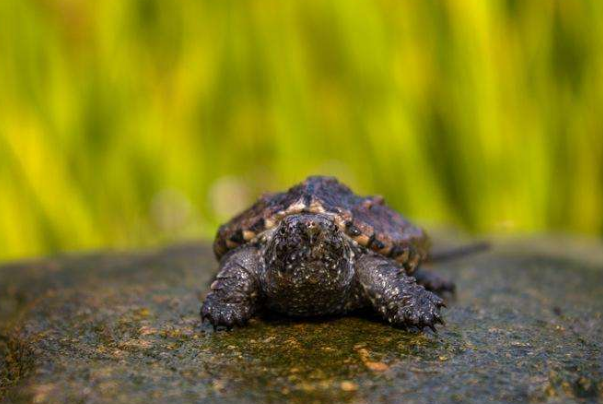 家里不得养的十大凶龟：巴西龟沙门氏菌携带体（极其凶残）