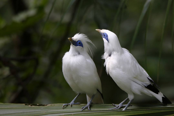 养八哥最大的危害 八哥羽毛成为过敏源粪便引发脑膜炎