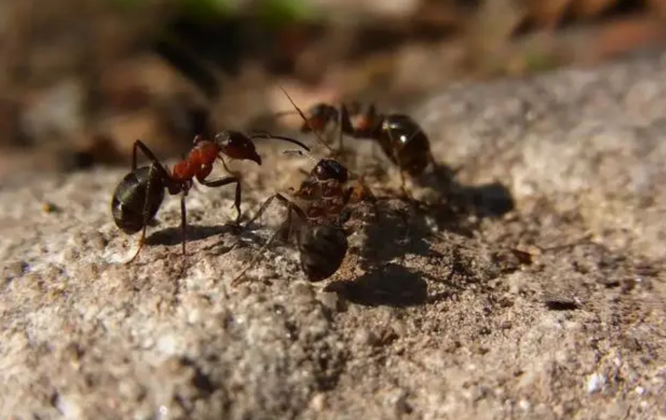 上海机场过3000只活体蚂蚁 到底是谁在投毒（生物入侵）