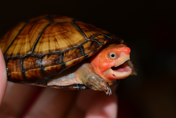 红面蛋龟是深水龟吗：不是，脸部布满红色花纹(水性较差)