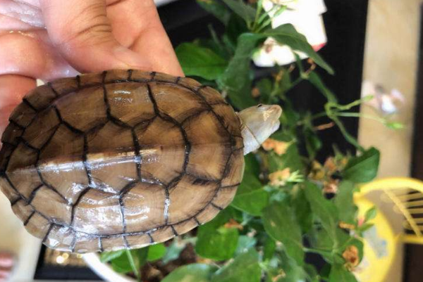 小青龟能长多大：背甲14厘米，体色会变化(濒危物种)