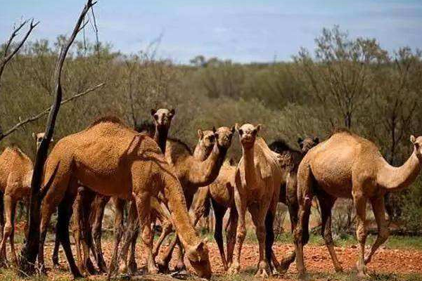 澳大利亚射杀骆驼是真的吗?真的，理由荒唐(恶性循环)