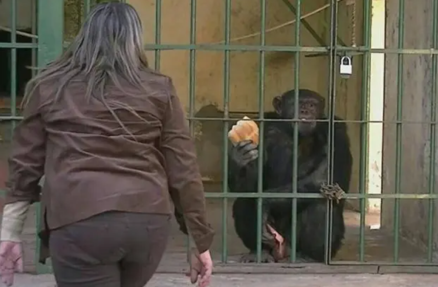 比利时女子与黑猩猩相爱 动物之间也有爱情吗？（动物感情）