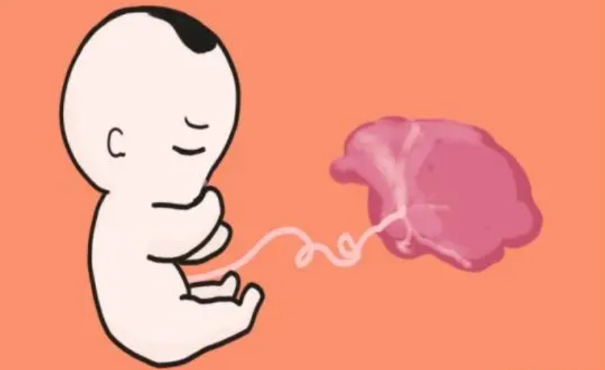 人类胎盘有什么价值 为什么会有人想吃？（可怕食物）