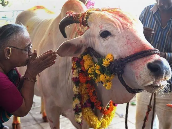 印度神牛一头卖1800万 为什么主人还拒绝了？（印度信仰）