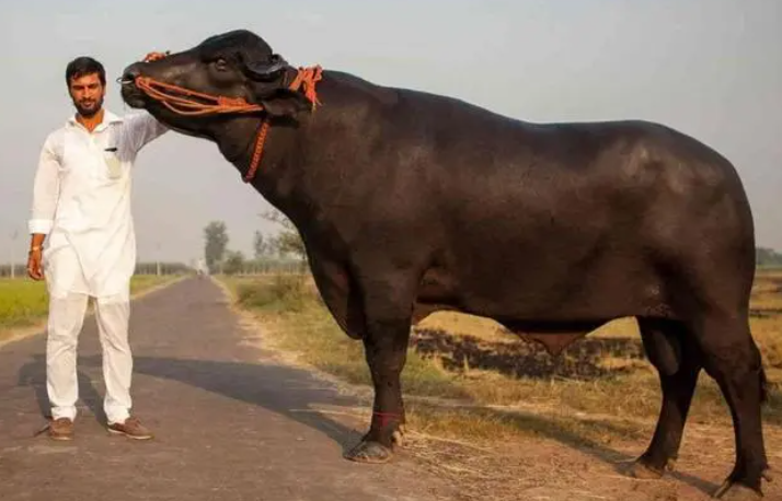 印度神牛一头卖1800万 为什么主人还拒绝了？（印度信仰）