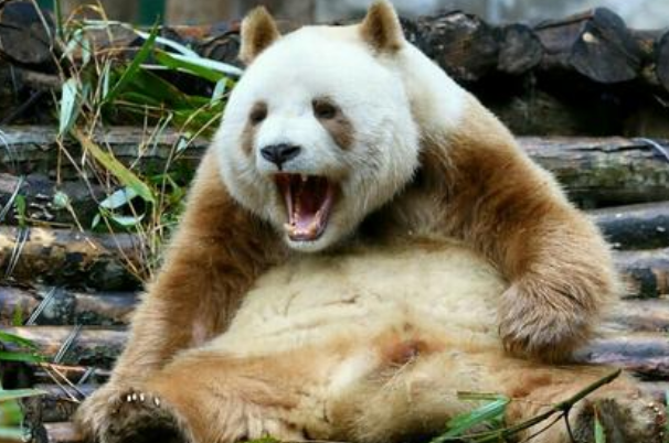 熊猫七仔为什么是棕色的?四大原因，返祖现象(隐形基因)