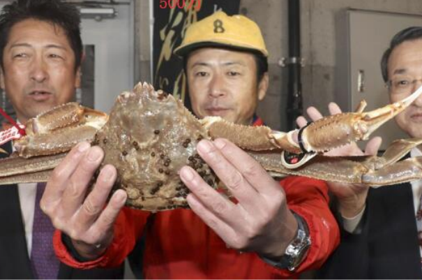日本螃蟹500万怎么回事?五星螃蟹，时令首鲜(日本独有)