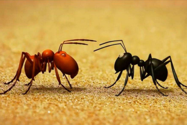 红蚂蚁咬了红肿痒怎么办?碱性水洗，毒性不大(切勿抓挠)