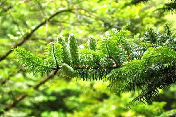 世界上已灭绝的植物:远古工蕨，百山祖冷杉(5株快灭绝)