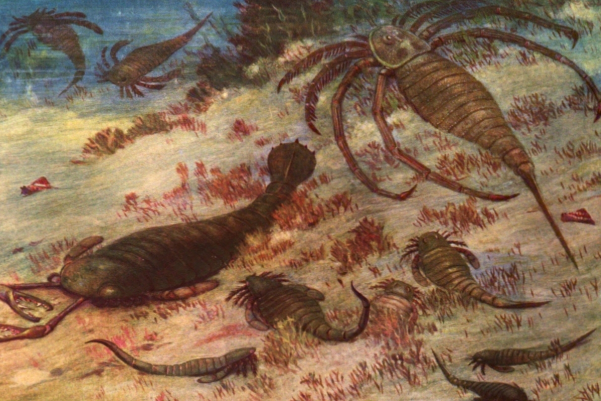 远古最大的蜘蛛:古老海蝎，长1.7米(4.6亿年前海洋巨人)