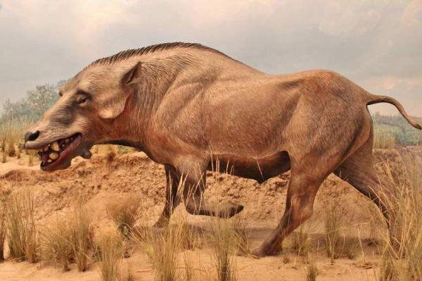 猪的祖先是谁?巨猪，6500万年前动物(脑容量比拳头小)