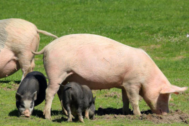 猪的智商有多高?10万动物中排第十，嗅觉灵敏(记忆力强)