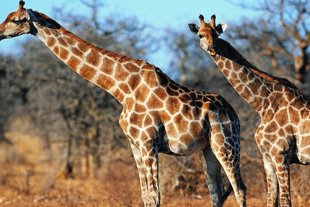 长颈鹿脖子为什么那么长?食物因素，冷却塔作用，性选择
