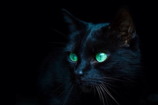 纯黑的猫一般人养不了:容易受惊吓，黑猫不吉利会破财