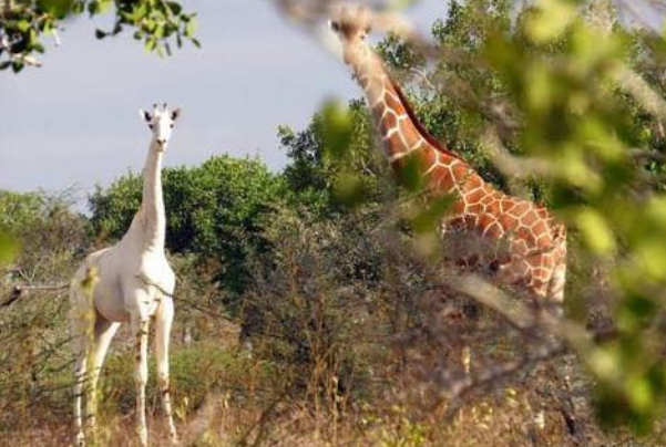 全球最后一只白色长颈鹿:装有追踪设备，2只已被猎杀