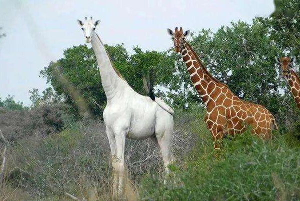 全球最后一只白色长颈鹿:装有追踪设备，2只已被猎杀