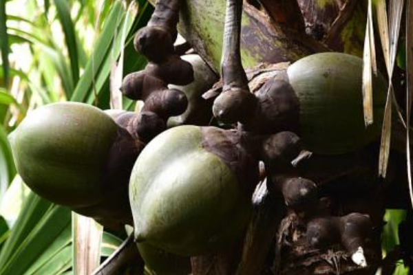 世界上最富神秘色彩的果实:海椰子 雄雌株似人类生殖器