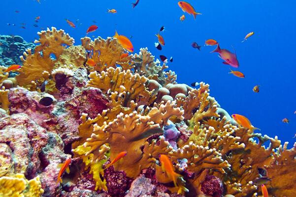 珊瑚为什么有不同颜色?虫黄藻决定，红色珍贵(死后白色)