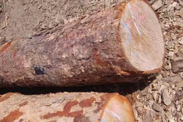 世界上最硬的树木:比钢铁还硬一倍(用火烫才能砍断)