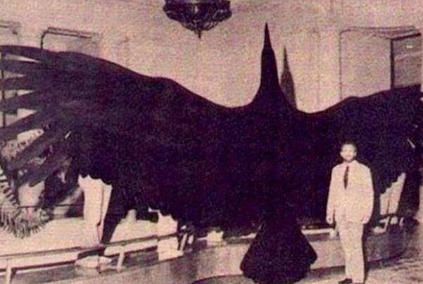 史前第二大鸟:阿根廷巨鹰，翼展7m高1.5m(吃动物尸体)