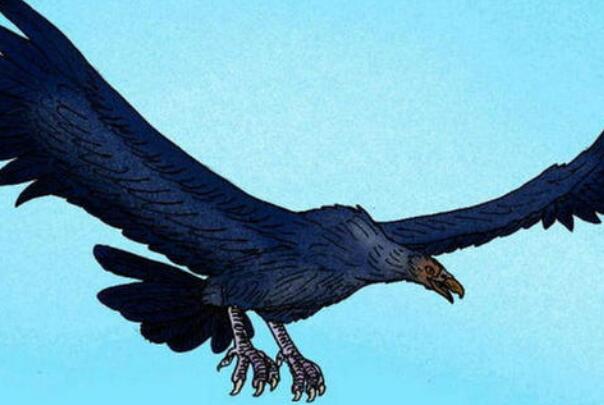 史前第二大鸟:阿根廷巨鹰，翼展7m高1.5m(吃动物尸体)