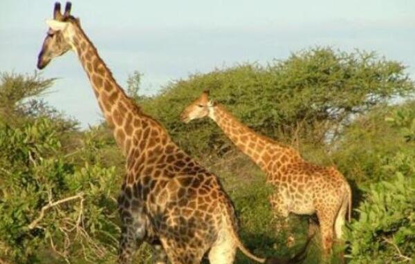 世界上最大最高的长颈鹿，高达5.8米（高到没女朋友）