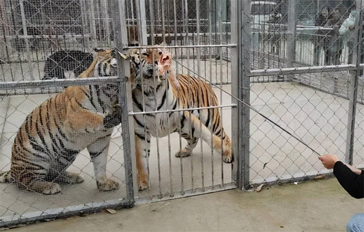 男孩动物园喂老虎 居然被咬掉一只手（野生动物园）