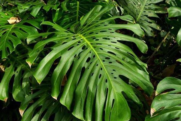 客厅最旺宅的大型植物:发财树极其旺财，龙骨别名霸王鞭