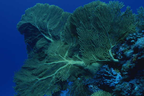 地球氧气的来源，并不都是雨林，主要来自海洋中的藻类