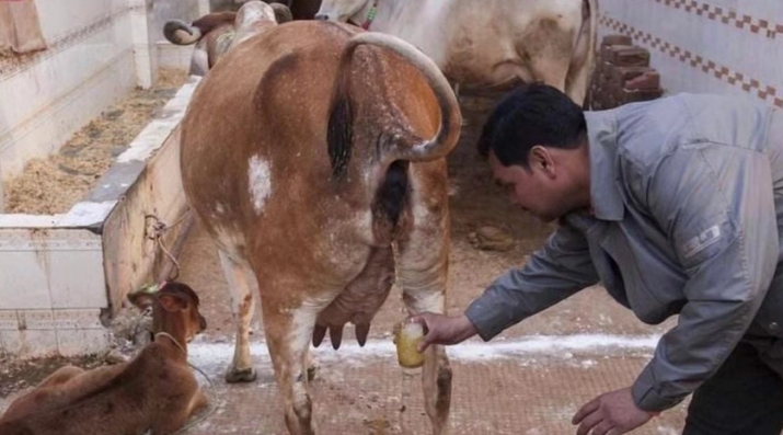 在印度热门的牛尿饮料 居然还想卖给中国（印度奇葩）