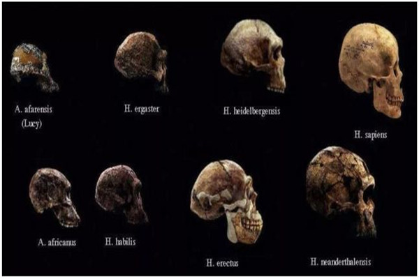 原来人类进化错了方向 人类进化的主要方向是什么