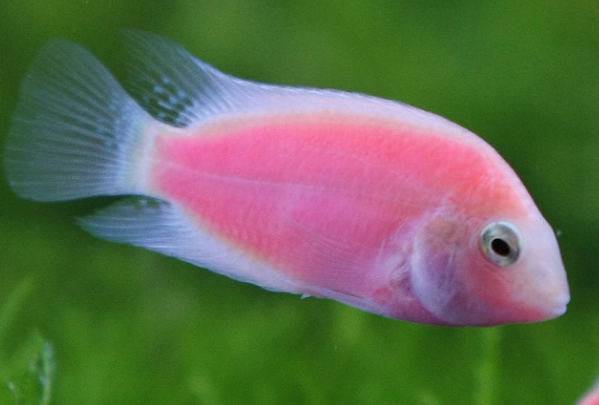 世界上最美丽的鱼:自然瑰宝，美若仙子(会游泳的艺术品)