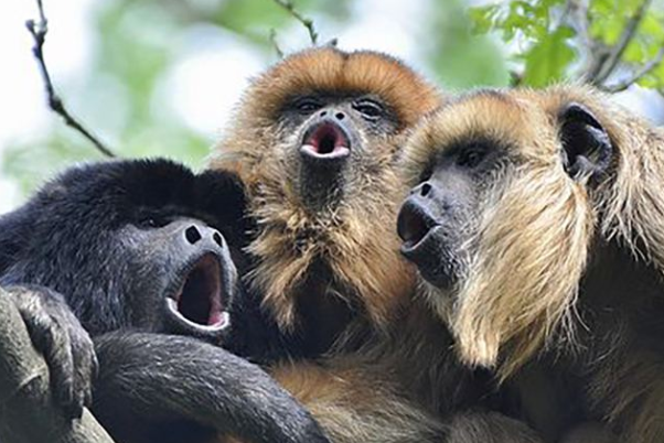 鬃毛吼猴：中美洲最大猴子，以叶子为食(三色视觉)