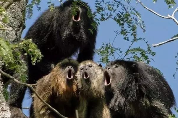鬃毛吼猴：中美洲最大猴子，以叶子为食(三色视觉)