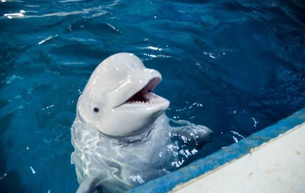 白鲸：世界上最可爱的鲸鱼（浑身雪白长的像海豚）