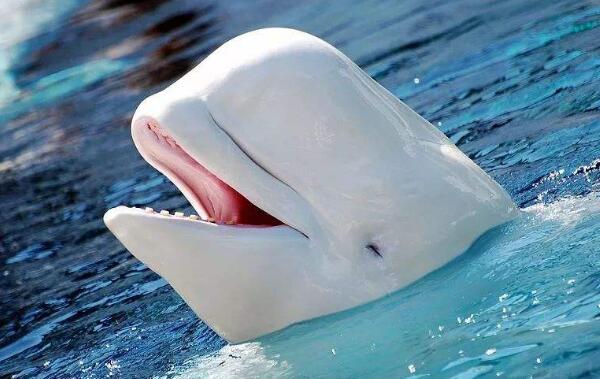 白鲸：世界上最可爱的鲸鱼（浑身雪白长的像海豚）