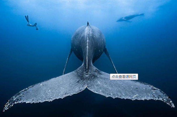 座头鲸：形状似琵琶，海中歌唱家(每年旅行2.5万公里)