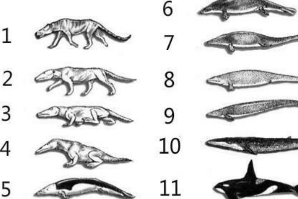 鲸的祖先是什么动物?外形酷似狗(被迫下海觅食)