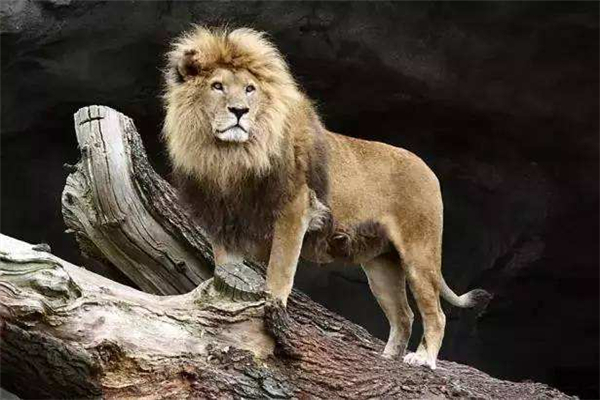 世界上最小的狮子 索马里狮（刚出生时仅0.5千克）
