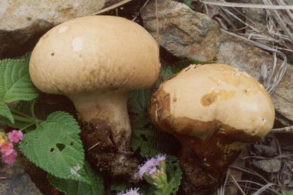 头状秃马勃:一种药用价值高的蘑菇(消炎止痛/味道鲜美)